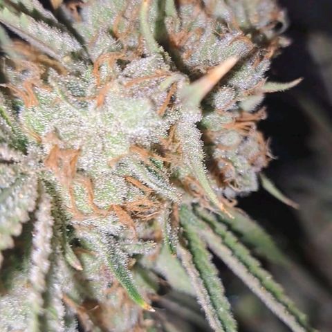 Pupil King #2 growlog timeline photo
