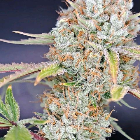 Pupil King #2 growlog timeline photo