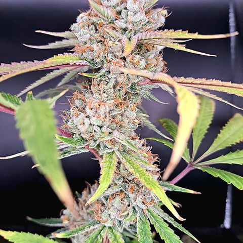 Pupil King #2 growlog timeline photo