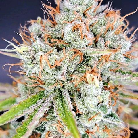 Pupil King #2 growlog timeline photo