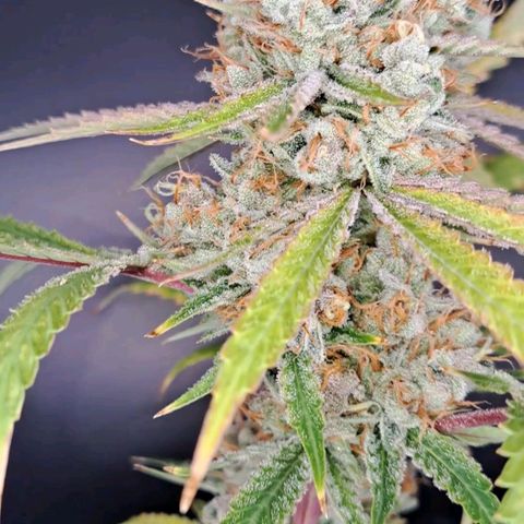 Pupil King #2 growlog timeline photo