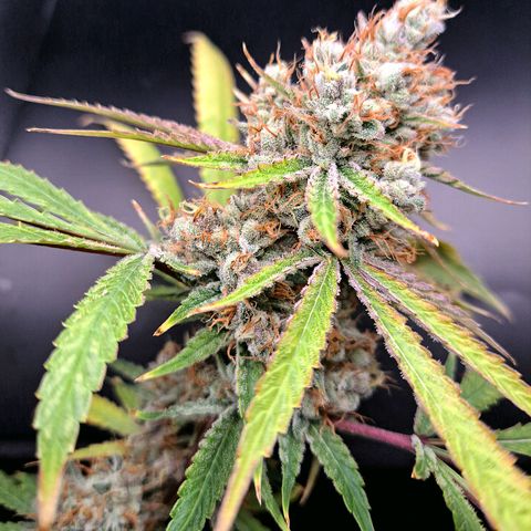 Pupil King #2 growlog timeline photo
