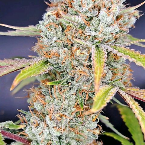 Pupil King #2 growlog timeline photo