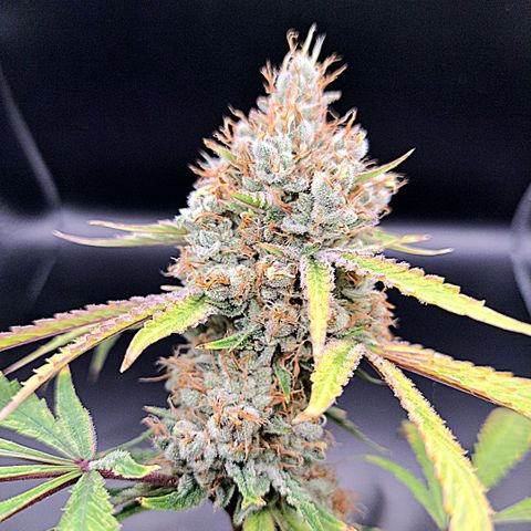 Pupil King #2 growlog timeline photo