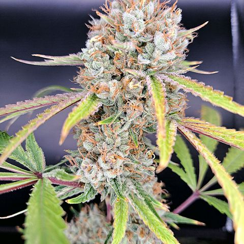 Pupil King #2 growlog timeline photo