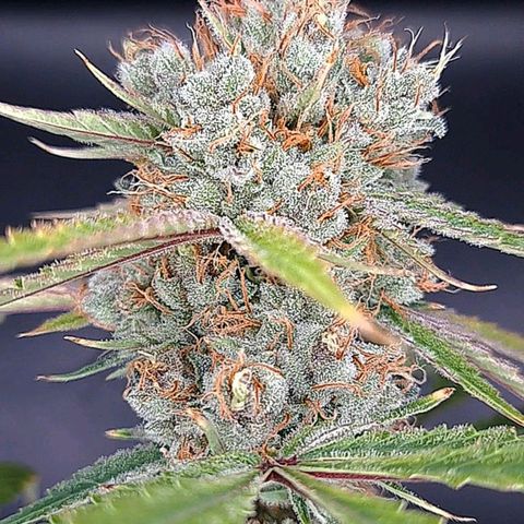 Pupil King #2 growlog timeline photo