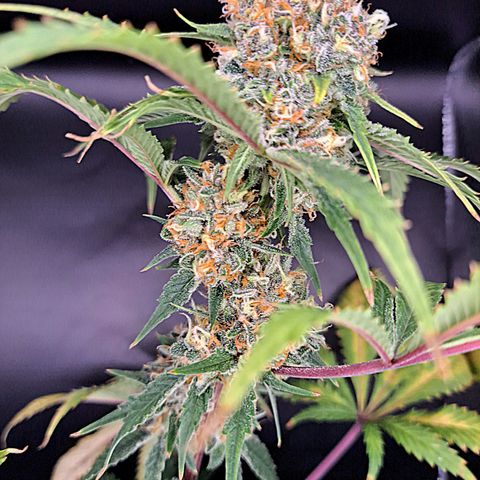 Star Pupil x Vanilla Sunbreath  growlog timeline photo