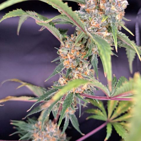 Star Pupil x Vanilla Sunbreath  growlog timeline photo