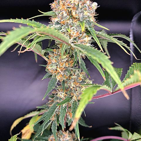Star Pupil x Vanilla Sunbreath  growlog timeline photo