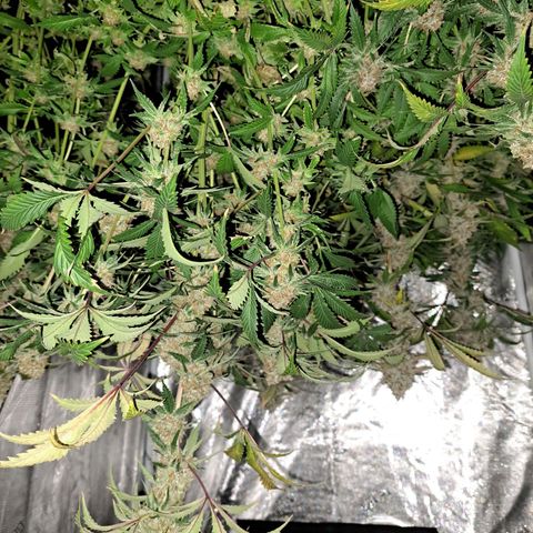 Star Pupil x Vanilla Sunbreath  growlog timeline photo
