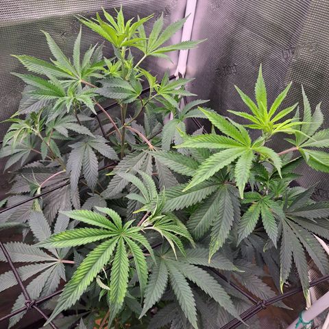 Platinum Shoes growlog timeline photo