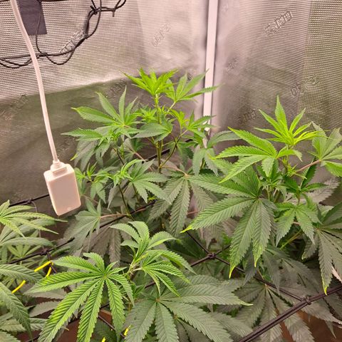 Platinum Shoes growlog timeline photo