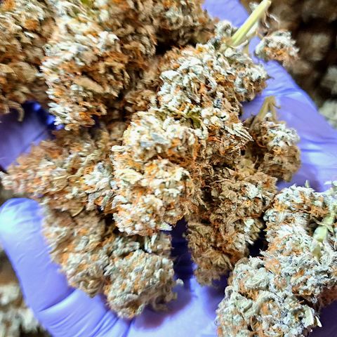 GG#4 (Josey Wales cut) growlog timeline photo