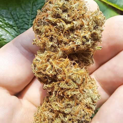 Pupil King #2 growlog timeline photo