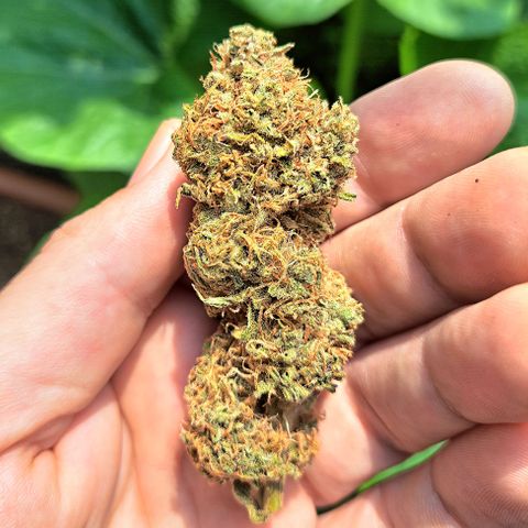 Pupil King #2 growlog timeline photo