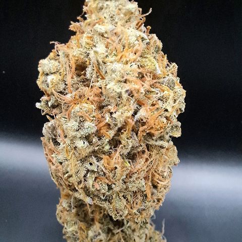 Pupil King #2 growlog timeline photo