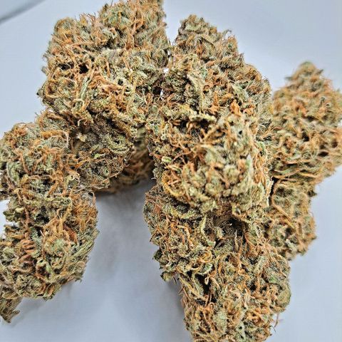 Pupil King #2 growlog timeline photo