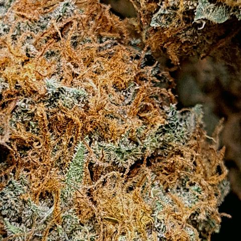 Star Pupil x Vanilla Sunbreath  growlog timeline photo