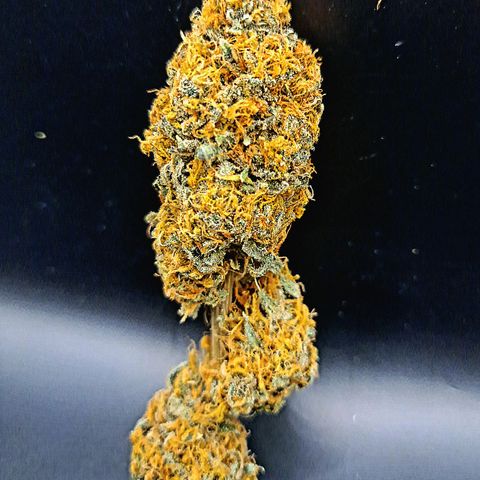 Star Pupil x Vanilla Sunbreath  growlog timeline photo