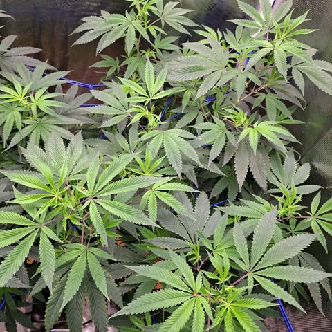 Pugs Breath (bwcc cut) growlog timeline photo