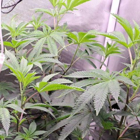 Platinum Shoes growlog timeline photo