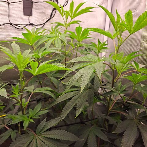 Platinum Shoes growlog timeline photo