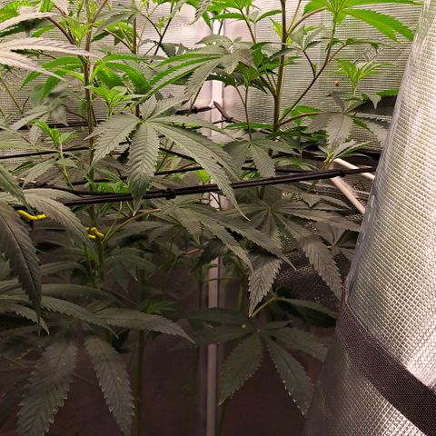 Platinum Shoes growlog timeline photo