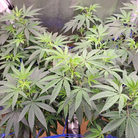 Medi-Pak (broad-leaf pheno) growlog timeline photo