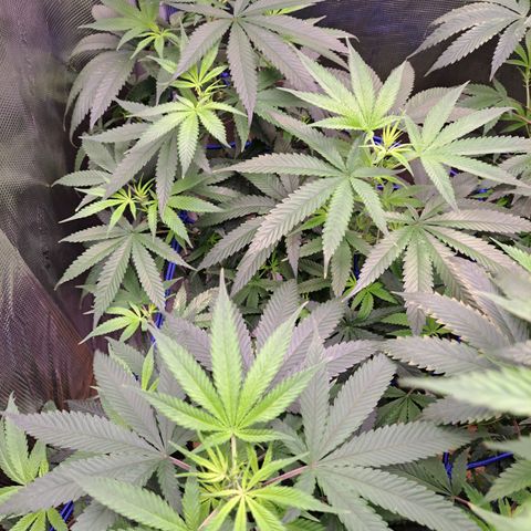 Medi-Pak (broad-leaf pheno) growlog timeline photo