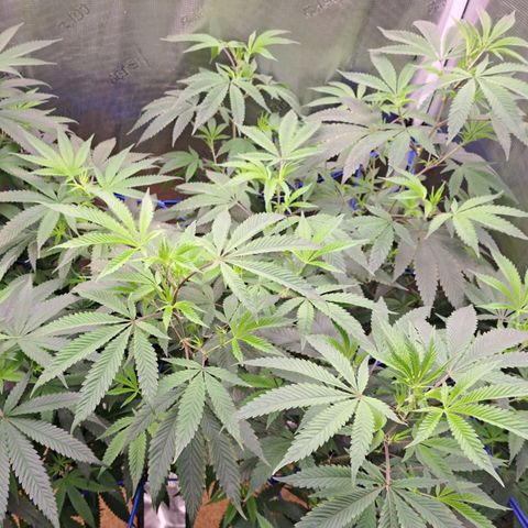 Pugs Breath (bwcc cut) growlog timeline photo