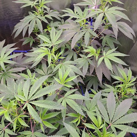 Pugs Breath (bwcc cut) growlog timeline photo