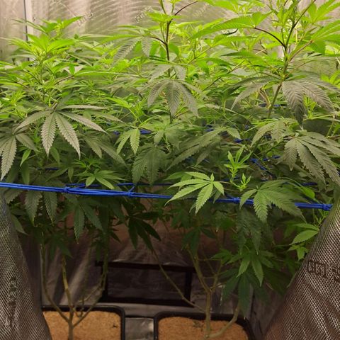 Pugs Breath (bwcc cut) growlog timeline photo