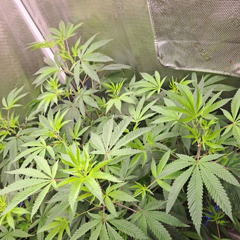 Pugs Breath (bwcc cut) growlog timeline photo
