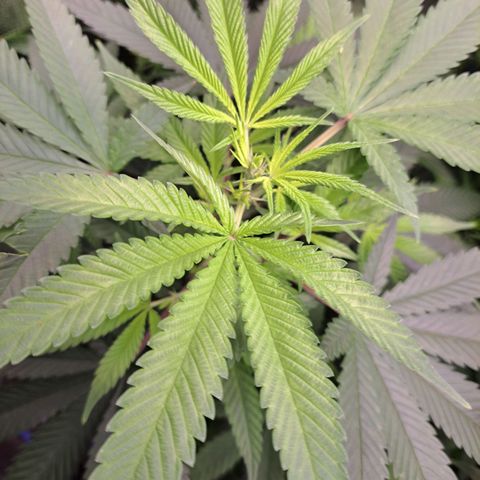 Medi-Pak (broad-leaf pheno) growlog timeline photo