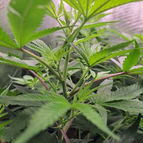 Medi-Pak (broad-leaf pheno) growlog timeline photo