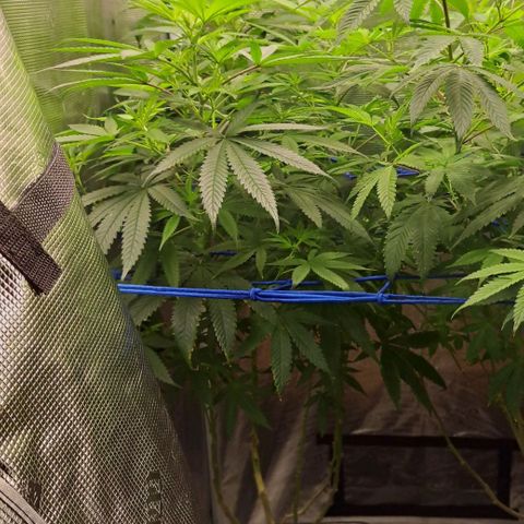 Medi-Pak (broad-leaf pheno) growlog timeline photo