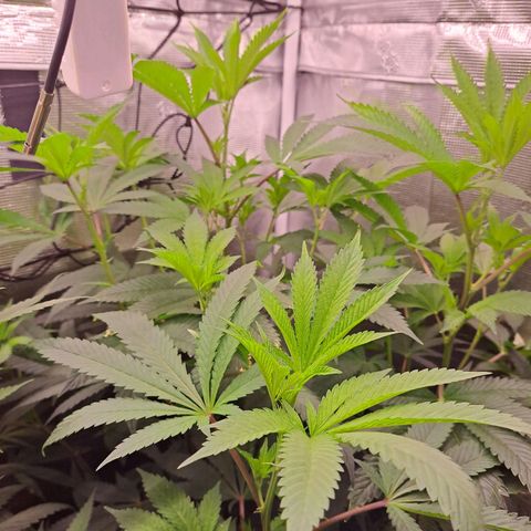 Platinum Shoes growlog timeline photo