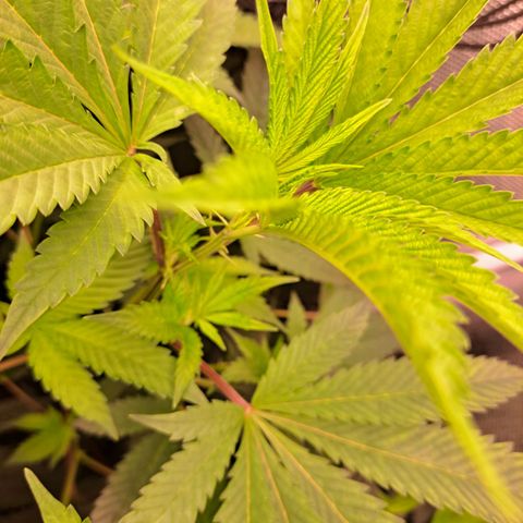 Platinum Shoes growlog timeline photo