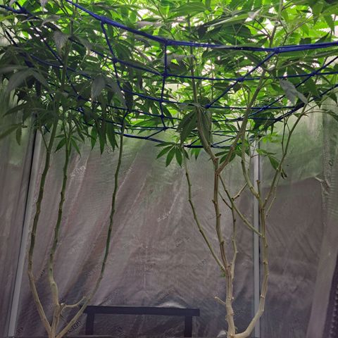 Pugs Breath (bwcc cut) growlog photo: Pugs on right, medi pak on left