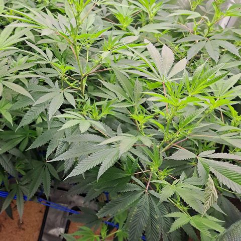 Pugs Breath (bwcc cut) growlog photo: Pugs on right, medi pak on left