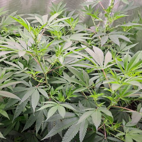Pugs Breath (bwcc cut) growlog photo: Pugs on right, medi pak on left