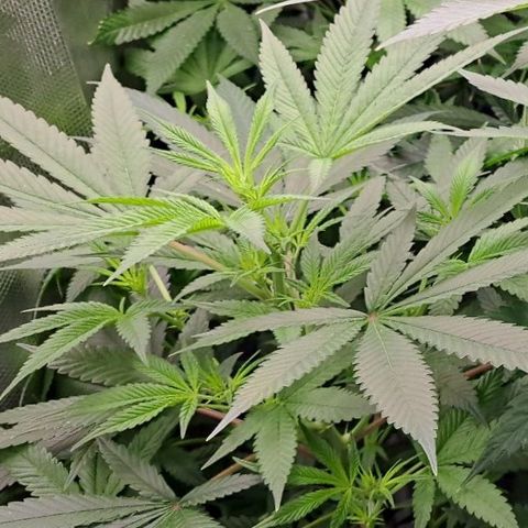 Medi-Pak (broad-leaf pheno) growlog photo: Medi pak on left