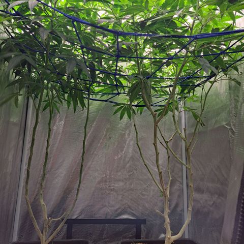 Medi-Pak (broad-leaf pheno) growlog photo: Medi pak on left