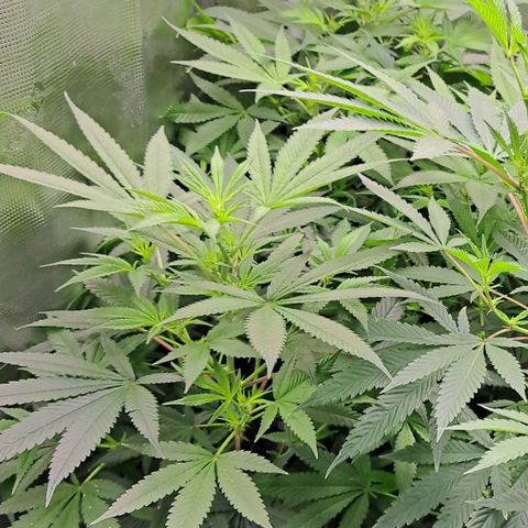Medi-Pak (broad-leaf pheno) growlog photo: Medi pak on left