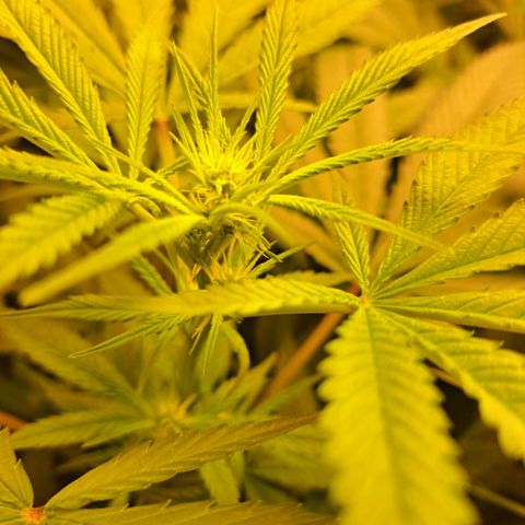 Medi-Pak (broad-leaf pheno) growlog timeline photo
