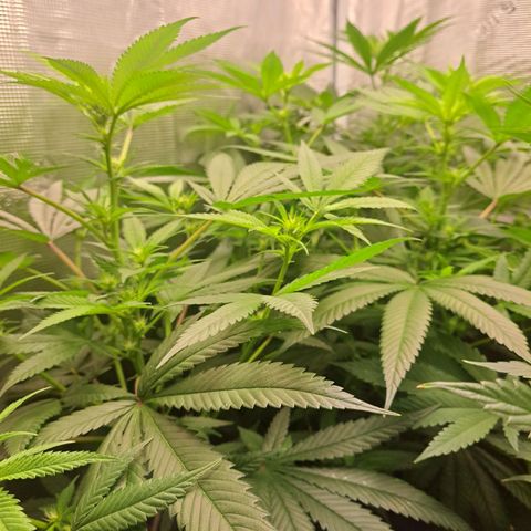 Medi-Pak (broad-leaf pheno) growlog timeline photo