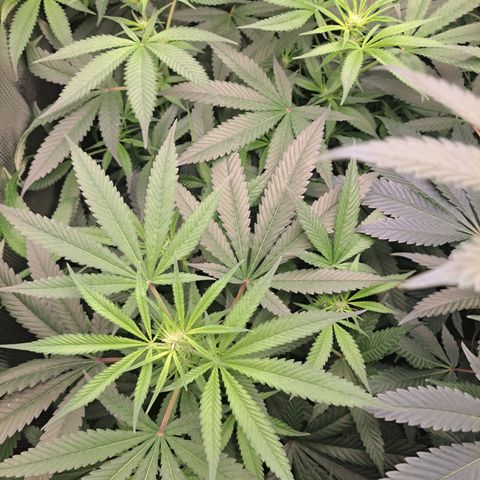 Medi-Pak (broad-leaf pheno) growlog timeline photo