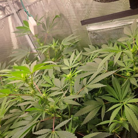 Pugs Breath (bwcc cut) growlog timeline photo