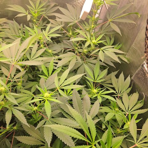 Pugs Breath (bwcc cut) growlog timeline photo