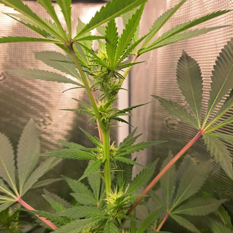 Pugs Breath (bwcc cut) growlog timeline photo